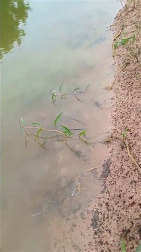 Look, my friends, the local shrimp fish have come out of the river. #fishing #bigfish