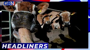 Farting cows to get help in fight against climate change - The Global Herald