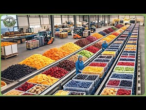 How 15 Million Tons of Fruit Are Processed – Inside Modern Dried & Frozen Fruit Factories