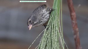 Video. Darwin’s finches have returned to the Galapagos Islands