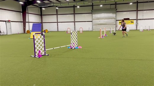 If you're following Dottie in her agility training: THIS GIRL IS ON FIRE! LOL She's flying! Ann says her pole weaving is coming along.... sometimes she gets excited and skips a pole! Schnauzers are the best at OBEDIENCE! They just want to please you, AND, they love treats! #miniatureschnauzer | Texas T's Teacup and Toy Schnauzers