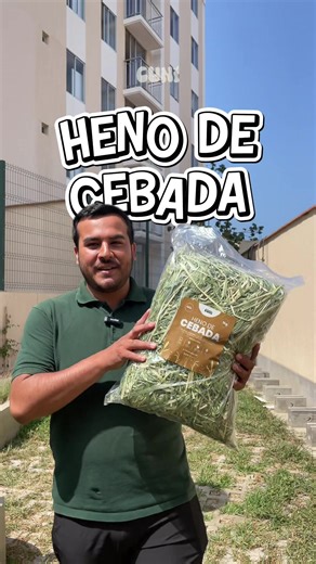 Cada conejito disfruta el heno a su manera🐰🌾 Algunos prefieren suavidad, otros tallitos con más estructura... y ahí el heno de cebada puede hacer la diferencia. Más masticación, buena fibra y una textura que puede motivarlo a comer con más interés 💚 ¿Tu conejito es team suave o team tallitos firmes? 👀 #conejo #heno #henoperu #conejitos🐰 #trujillo