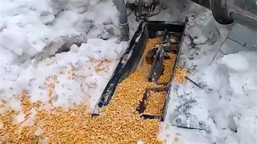 Cold weather causes grain leg problems