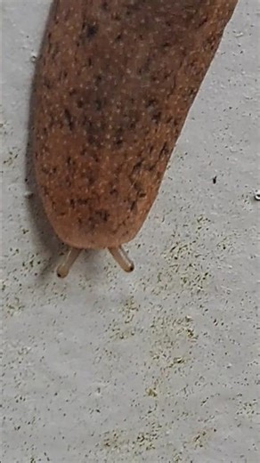 Tentacles of slug pull back at east Singapore (新加坡东区蛞蝓缩回的触角)