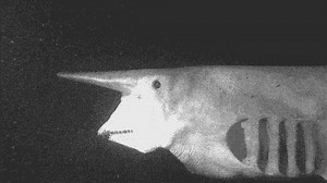 2.7K views · 620 reactions | Goblin shark using its protruding jaws! Via Discovery Channel, Alien Sharks #GoblinShark #Sharks #jaws #predator #prey #wildlife | Dr. Carin Bondar - Biologist With a Twist | Facebook