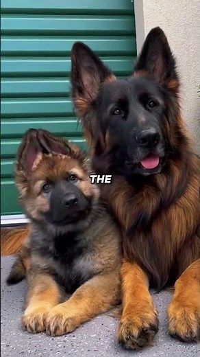 3 Harsh Truths About German Shepherds