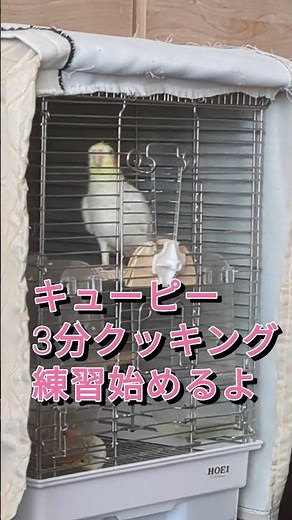 【キューピー3分クッキング】練習始めます！成長過程を見守ってね！ #オカメインコのいる暮らし #javasparrow #オカメインコ #birds #インコ#歌うインコ