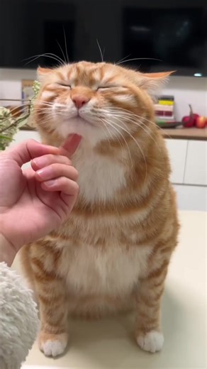 Adorable Cat Meowing Compilation for Cat Lovers