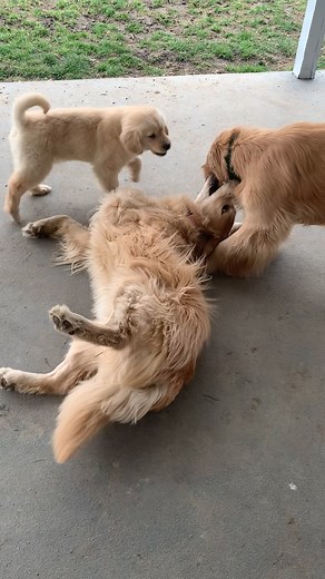 Golden retriever puppy makes her foster mom cry when she gets adopted ❤️️ | The Dodo