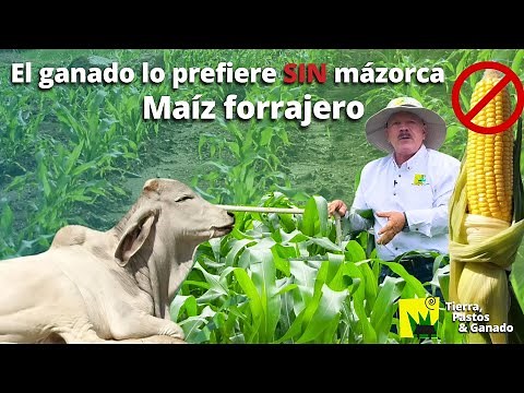 Maíz forrajero SIN MAZORCA para producir MÁS carne y leche