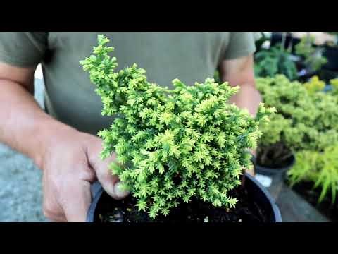 Dwarf Conifer Display Garden – Landscaping with Dwarf Conifers