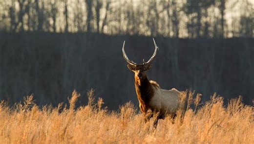 As Missouri's elk herd grows, elk hunting season might be just around the corner