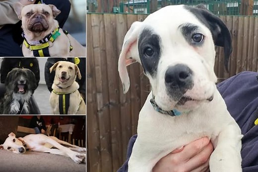 Meet the 16 pooches at Dogs Trust Leeds looking for their forever home this month