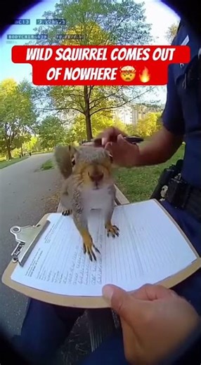 Crazy squirrel comes out of nowhere🤯🥹#animals #cute #cuteanimals #funny