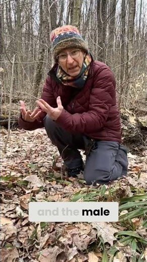 Nature's Tiny Sex Talk - Sedge Flower Pollination