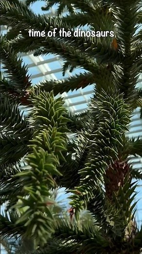 Why Is It Called ‘Monkey Puzzle Tree’? The elusive Araucaria araucana