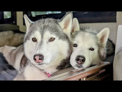The Saddest Part of Camping: Packing Up the Dogs and Saying Goodbye