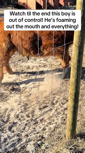 This Boy's Hilarious Mini Cow Antics Will Leave You Laughing