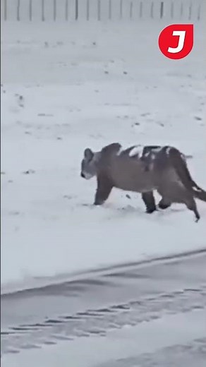 Un puma bajo la nieve en Ruta 40