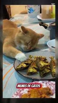 there so cute guys #cat #memes