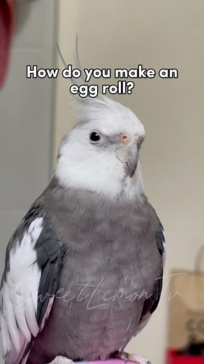 How do u make an egg roll 🥚 #cockatiel #reels #petsofinstagram #birds #pet #parrot #fblifestyle #parrots | SweetLemon Tv