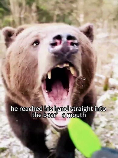 🐻 Man Hand-Feeds Candy to Wild Bear! Bear Gets Mouth Grab Lesson in Shocking Moment
