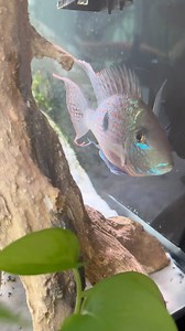 Water changes, @seachem_laboratories NutriDiet, and @fluvalaquatics Bug Bites getting the Discus and single Geo Big and Chunky! 😁💪 Btw, Check out the new All-In-One Aquarium Keeping App! @aquabuildr | Fish Compatibility, Water Parameter Tracking, AI Chat Bot, New Tank Builder, Dosing Diary, Inhabitants Tracker, Maintenance Reminders, New Species added weekly! Link in the Bio 👆 #KaveManAquatics #aquariumlife #aquariumlifestyle #aquariumhobby #fishkeeper #aquariums #cichlids #aquariumsdaily #aq