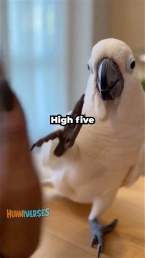 Jackson (Huhniverses) on Instagram: "This is why he’s my best friend #cockatoo #jackson"