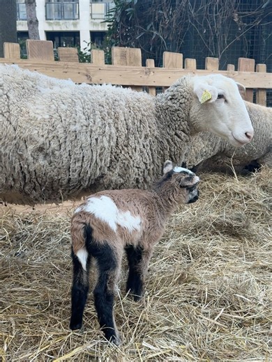 Emre Aydemir on Instagram: "Mon plus beau cadeau de Noël… 💝🐑 Il est arrivé le 25 décembre au soir, au cœur du marché de Noël Bel Hiver de Saint-Denis et Pierrefitte sur Seine, commune, déléguée de Saint-Denis, où je me suis installé avec une partie des animaux de la ferme jusqu’au 4 janvier. Un tout petit être qu’on pourrait facilement confondre avec un chevreau… mais non, c’est bien un agneau ! Et s’il a cette allure un peu particulière, c’est parce que son papa est un mouton du Cameroun ! Bé