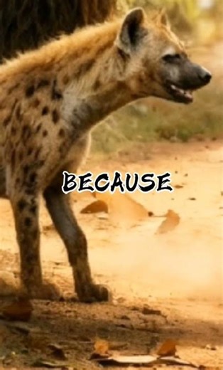 "Can a Hyena Beat a Gorilla?😳😯🙄