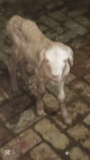 Cutest Goat Baby Jumping Ever! 🥹🐐 #Shorts