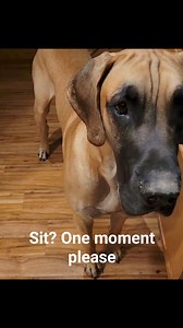 75K views · 2K reactions | #greatdane #greatdanelife #greatdanes #giantdogs #gdri #greatdanerescueinc #greatdanemoments #greatdanerescue | Great Dane Rescue, Inc | Facebook