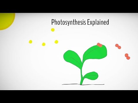 Photosynthesis explained