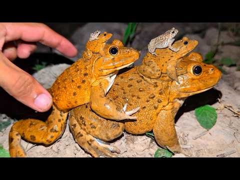 Catch Beautiful bullfrog funny mix for laugh | Froggy Boing Boing Funny | Big Frog it's so funny