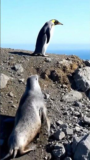 The Leopard Seal Was Inches Away… 🐧❄️