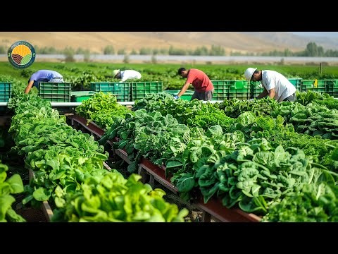 How American Farm Workers Efficiently Harvest Millions Of Tons Of Vegetables | Farming Documentary