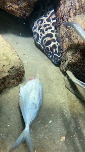 Marine life 🐠🎣 | Infinity Online