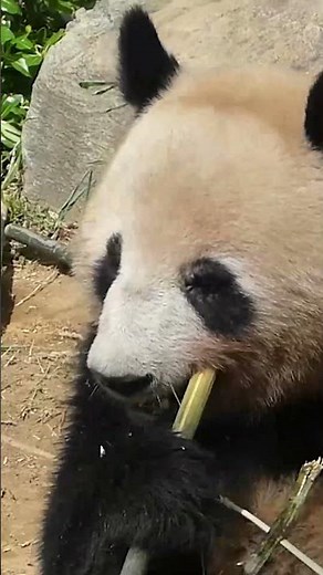 もしも彼氏が上野動物園のスタッフだったら～動物園でどうぶつの赤ちゃんがみられるワケ！～