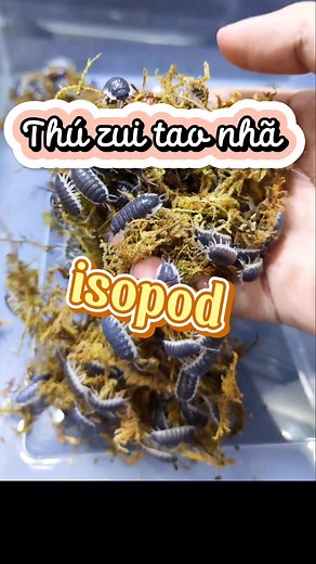 Hướng Dẫn Nuôi Isopod Porcellio Sevilla Dễ Dàng