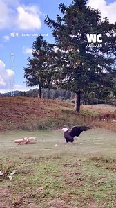 Fox vs eagle | Watercooler Animals