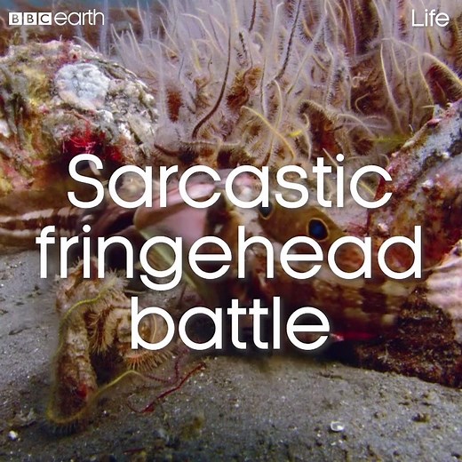Yep - there's actually a fish called the sarcastic fringehead. | BBC Earth