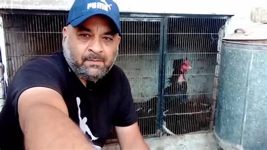 3.4K views · 178 reactions | Pure Aseel Broody Hens Why Not Sitting On eggs In Hot session | Asils World Of Faisal Butt | Facebook