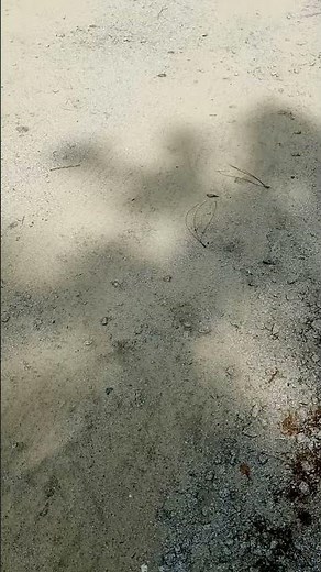 Crusher Run 4 years later #parking #drivewayconstruction #gravel #diy #home