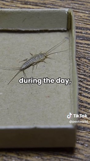Keep Silverfish Out of Your Home: Tips & Tricks