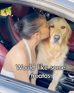 golden retriever loves girlfriend more than owner | The Golden Kobe Family