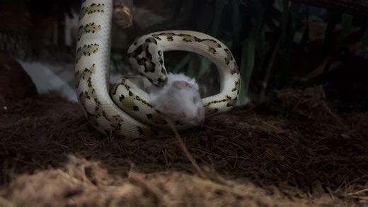Caramel Coastal Carpet Python #coastalcarpetpython #Australiansnakes #straya #dinnertime