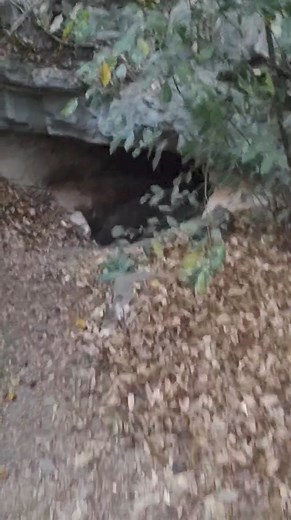 Encuentro una cueva cerca del rio | Panic World chiefbala