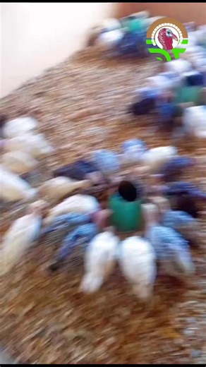 Essential Turkey Poult Nutrition for Growth and Immunity