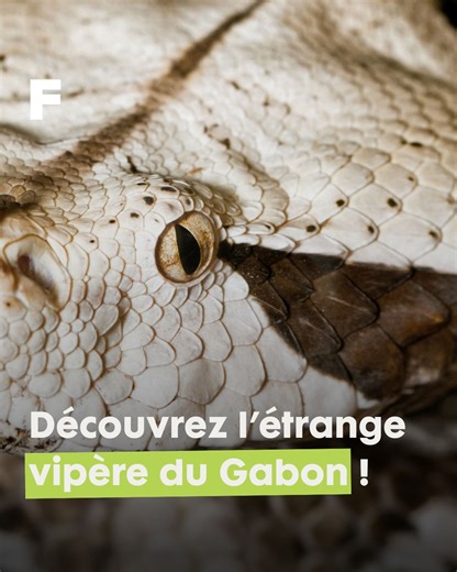 L'étrange vipère du Gabon ! 🇬🇦🐍 Saviez-vous que les serpents ne se déplacent pas toujours en ondulant ! La preuve avec celle-ci. La vipère du Gabon, plus grosse espèce de vipère au monde, a beau être une « tueuse » redoutable, son activité préférée reste de dormir. Fait étonnant, elle ressemble étrangement à un vrai squelette quand elle se déplace ! 💀 Elle vit dans les forêts tropicales Sub-saharienne, elle possède les plus longs crochets venimeux parmi les serpents connus à ce jour. | Futur