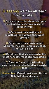 5 discerning lessons we can learn from cats #PetCare #catlovers | tabbycatcorner